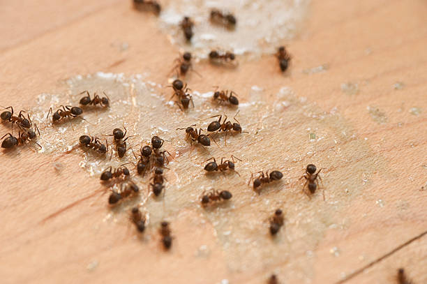 Best Ant Control Services  in Hudson, TX